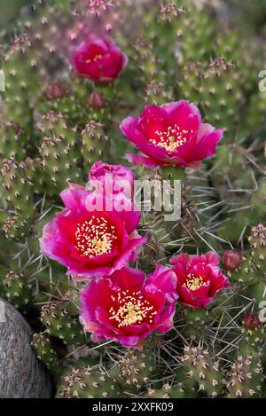 Le cactus de la barbarie rouge cassant fleurit dans un jardin de cactus à Winkler, Manitoba, Canada. Banque D'Images