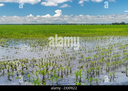 Un champ de maïs inondé après de fortes pluies près de Schanzenfeld, Manitoba, Canada. Banque D'Images