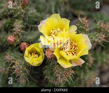 Cactus de barbarie jaune cassant fleuri à Winkler, Manitoba, Canada. Banque D'Images