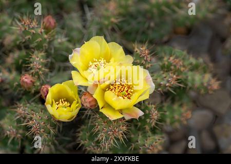 Cactus de barbarie jaune cassant fleuri à Winkler, Manitoba, Canada. Banque D'Images