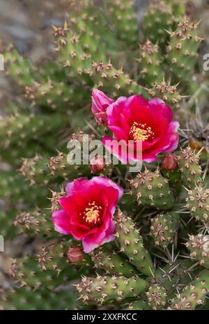 Cactus rose foncé et cassant de la poire épineuse fleurissant à Winkler, Manitoba, Canada. Banque D'Images