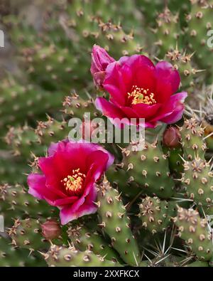 Cactus rose foncé et cassant de la poire épineuse fleurissant à Winkler, Manitoba, Canada. Banque D'Images