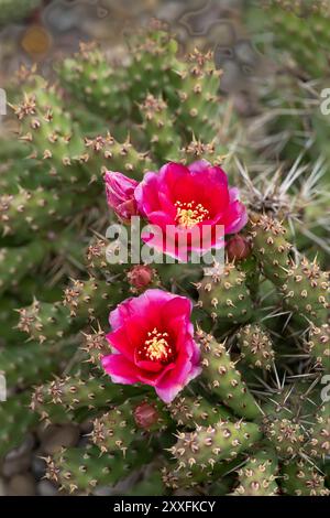 Cactus rose foncé et cassant de la poire épineuse fleurissant à Winkler, Manitoba, Canada. Banque D'Images