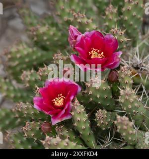 Cactus rose foncé et cassant de la poire épineuse fleurissant à Winkler, Manitoba, Canada. Banque D'Images