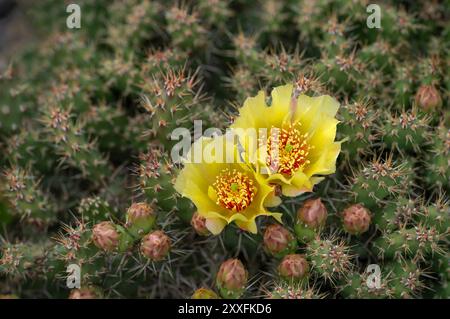 Cactus de barbarie jaune cassant fleuri à Winkler, Manitoba, Canada. Banque D'Images