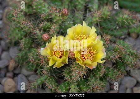 Cactus de barbarie jaune cassant fleuri à Winkler, Manitoba, Canada. Banque D'Images