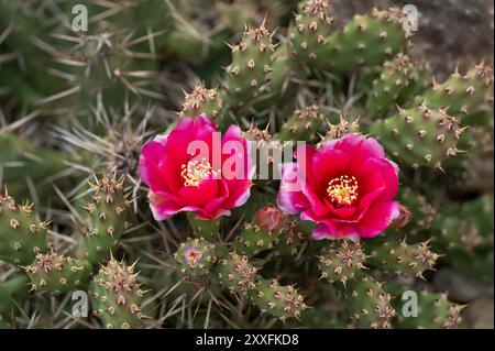 Cactus rose foncé et cassant de la poire épineuse fleurissant à Winkler, Manitoba, Canada. Banque D'Images