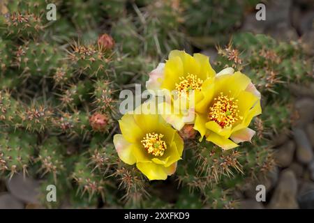 Cactus de barbarie jaune cassant fleuri à Winkler, Manitoba, Canada. Banque D'Images