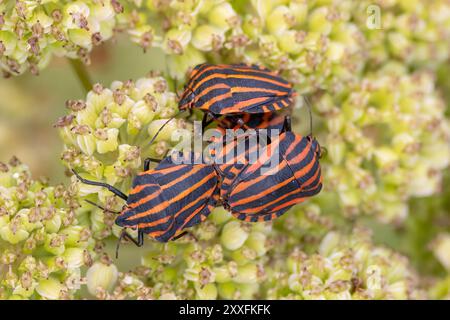 Bugs italiens puants Banque D'Images