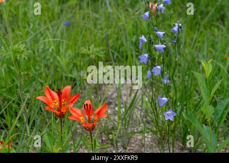 Les lis des bois et les cloches bleues fleurissent dans un fossé en bordure de route près de Woodridge, Manitoba, Canada. Banque D'Images