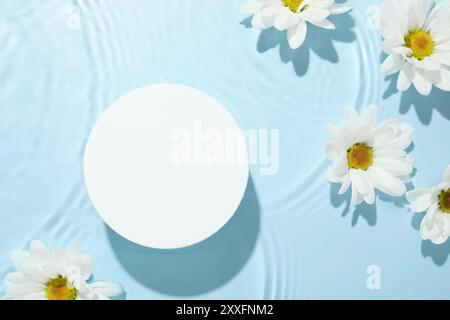 Belles fleurs de Marguerite et podium de forme ronde dans l'eau sur fond bleu clair, pose plate Banque D'Images