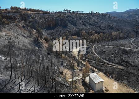 Séquelles du feu de forêt de l'est de l'Attique dans le lac Marathon vue du barrage Marathon entouré de troncs d'arbres brûlés suite au feu de forêt dévastateur qui a fait rage dans l'est de l'Attique entre le 11 et le 13 août 2024. Le réservoir de marathon est une source d'eau importante pour Athènes. Athènes Grèce Copyright : xNicolasxKoutsokostasxNicolasxKoutsokostasx DSC 202408240074 Banque D'Images