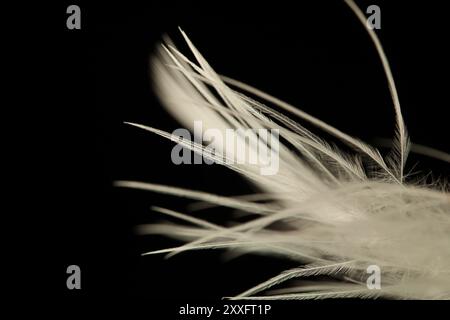 Texture blanche abstraite sur fond noir, plume d'oiseau, belle photographie sombre Banque D'Images