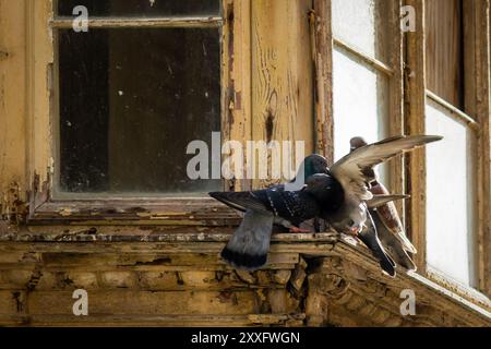 Deux pigeons se battant sur un balcon en bois maltais à la Valette, Malte Banque D'Images