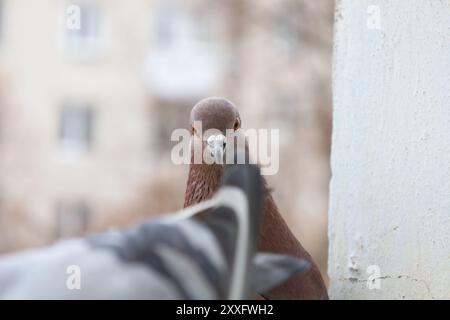 Portrait en gros plan extrême de pigeon brun, atmosphère de ville d'hiver, tête de pigeons, lumières d'hiver Banque D'Images