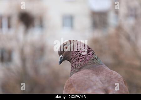 Portrait en gros plan extrême de pigeon brun, atmosphère de ville d'hiver, tête de pigeons, lumières d'hiver Banque D'Images