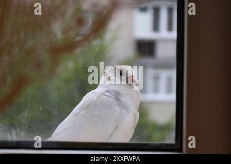 Pigeon blanc gros plan portrait, oiseau sur la fenêtre, jour d'été, pigeon beau portrait, pigeons yeux en macro, extrême gros plan Banque D'Images