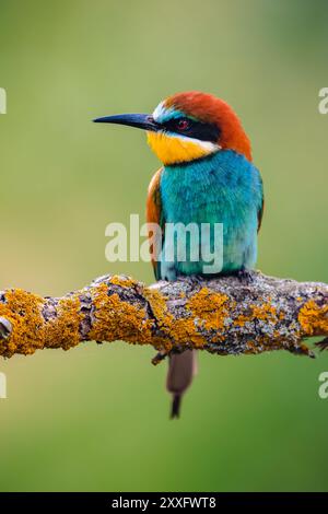 Un mangeur d'abeilles européen (Merops apiaster) est perché sur une branche, portrait. L'arrière-plan est flou, mettant en évidence les couleurs vives de l'oiseau Banque D'Images