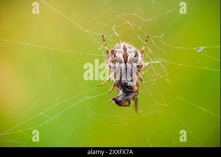 Une araignée (Araneus diadematus) est vue en train de consommer sa proie pendant qu'elle est suspendue à sa toile. Le plan macro met en valeur les détails complexes avec un blurre vert Banque D'Images