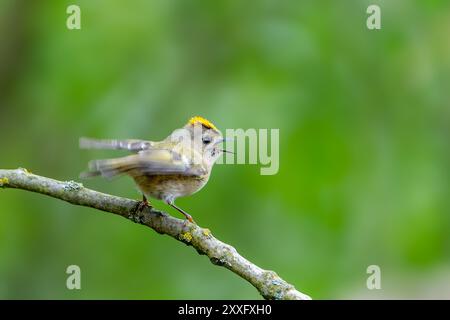 Un doré (Regulus regulus) est perché sur une branche, chantant. L'arrière-plan est vert et flou, mettant en évidence l'oiseau. Banque D'Images