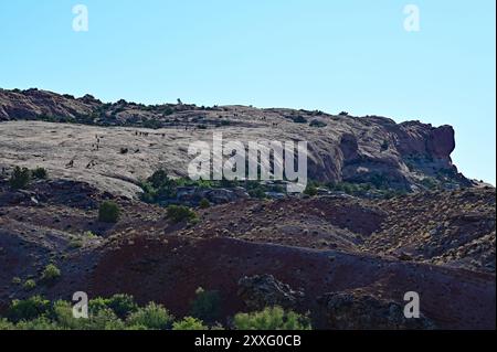 Randonneurs sur la vaste étendue de grès de Delicate Arch Trail dans le parc national d'Arches près de Moab, Utah, par un matin d'été ensoleillé et clair. Banque D'Images