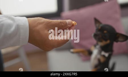 Un homme adulte nourrit un petit chien chihuahua d'une friandise avec sa main dans un salon confortable. Banque D'Images