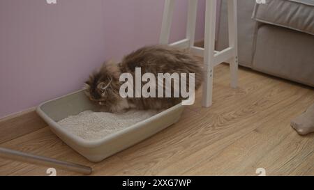 Un chaton moelleux utilise une litière dans une pièce intérieure confortable avec du parquet et des couleurs de mur pastel. Banque D'Images