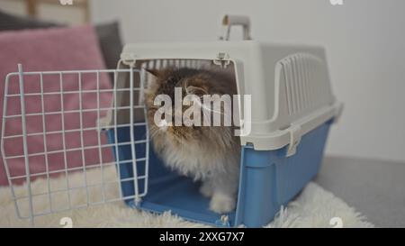 Un chat moelleux est assis dans un transporteur bleu pour animaux de compagnie avec une porte ouverte, à l'intérieur d'une pièce intérieure confortable avec des oreillers et un tapis blanc doux. Banque D'Images