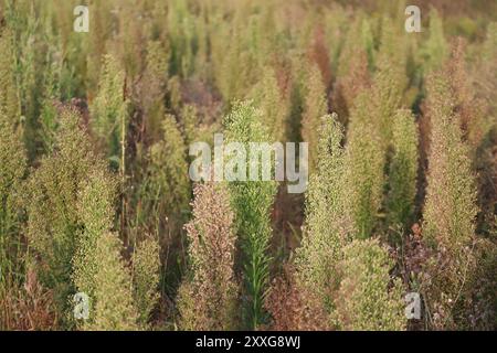 Champ avec fleabane canadienne dans différentes phases de floraison Banque D'Images