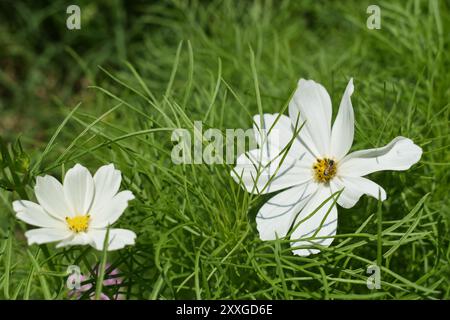 Cosmos blanc, (Cosmos sulphureus, Cosmos bipinnatus) annuel de la famille des Asteraceae, en fleurs avec une abeille buvant du nectar. Banque D'Images