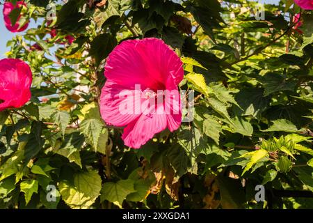 Hibiscus moscheutos, rose-mauve des marais, fleur violette en gros plan comme fond de fleur Banque D'Images