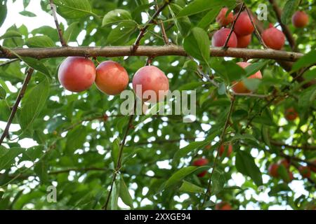 Fruits de prune cerise mûre suspendus sur des branches d'arbre, beaucoup de feuilles vertes sur fond Banque D'Images