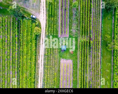 Un drone aérien capture les rangées soignées de vignes depuis le haut, mettant en évidence la symétrie et la beauté des vignes vertes luxuriantes qui s'étendent jusqu'à Banque D'Images