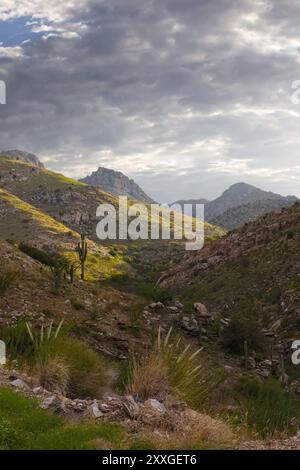 Vue depuis Mt. Lemmon's Molino Canyon le long de la Catalina Highway, route panoramique dans la forêt nationale de Coronado et les montagnes Catalina de Tucson, Banque D'Images