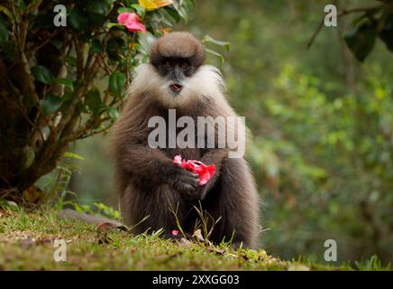 Langur à face violette Semnopithecus vetulus également singe à feuilles à face violette, singe de l'ancien monde endémique du Sri Lanka, singe arboricole à longue queue, Eati Banque D'Images