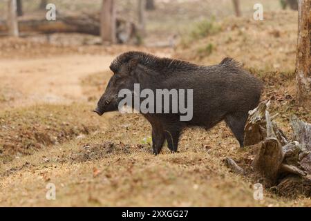 Sanglier indien sus scrofa cristatus aussi cochon Moupin, sous-espèce de sanglier originaire de l'Inde, Népal, Myanmar, Thaïlande, Bangladesh et Sri Lanka, bo Banque D'Images