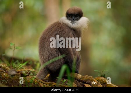 Langur à face violette Semnopithecus vetulus également singe à feuilles à face violette, singe de l'ancien monde endémique du Sri Lanka, singe arboricole à longue queue, Eati Banque D'Images