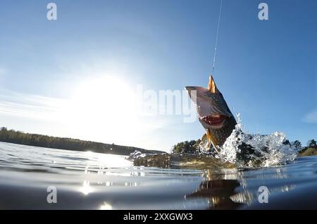 Brochet du nord accroché attrapé par un pêcheur sportif combattant et sautant hors du lac et éclaboussant de l'eau autour d'un jour ensoleillé de mai sur un lac Banque D'Images