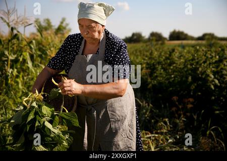 Agriculteur senior cueillant des gousses de pois frais à l'extérieur Banque D'Images