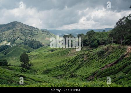 Dégradés de vert et de luminosité dans les plantations de thé des Cameron Highlands en Malaisie Banque D'Images