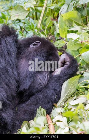 L'Afrique, Rwanda, District de Musanze, Volcanoes National Park, Ruhengeri, Kinigi. Gorilla beringei beringei,, gorille de montagne. 2016-08-04 Banque D'Images