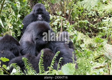 L'Afrique, Rwanda, District de Musanze, Volcanoes National Park, Ruhengeri, Kinigi. Gorilla beringei beringei,, gorille de montagne. 2016-08-04 Banque D'Images