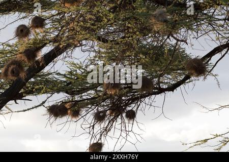 Afrique, Kenya, réserve nationale de Samburu. Nids de tisserand social à coiffe noire (Pseudonigrita cabanisi). 2016-08-04 Banque D'Images