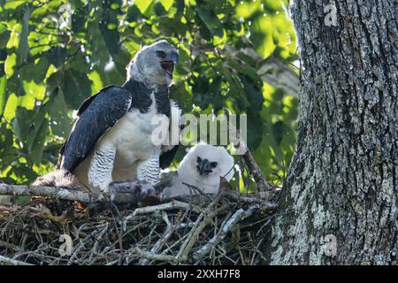 Femelle Harpy Eagle, Harpia harpyja, avec une prière dans le nid avec son poussin, Alta Floresta, Amazonie, Brésil, Amérique du Sud Banque D'Images