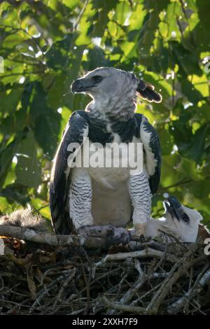 Femelle Harpy Eagle, Harpia harpyja, avec une prière dans le nid avec son poussin, Alta Floresta, Amazonie, Brésil, Amérique du Sud Banque D'Images