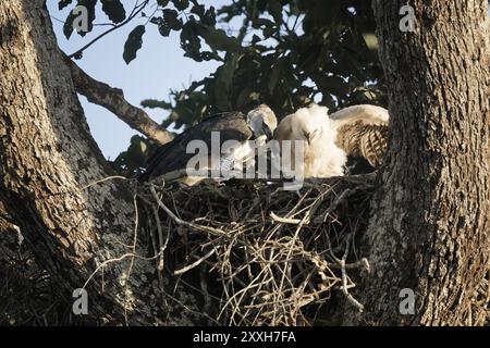 Femelle Harpy Eagle, Harpia harpyja, nourrissant son poussin de 4 mois, Alta Floresta, Amazonie, Brésil, Amérique du Sud Banque D'Images