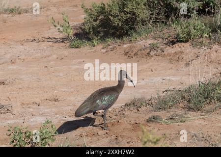Afrique, Kenya, réserve nationale de Samburu. Hadada Ibis, bostrychia hagedash. 2016-08-04 Banque D'Images