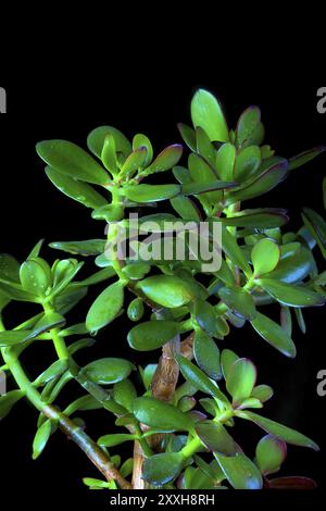 (Crassula ovata) ou plante succulente arbre d'argent gros plan sur fond noir Banque D'Images