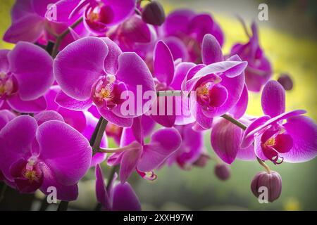 Orchid rose violet fleurs branche, fond floral Banque D'Images