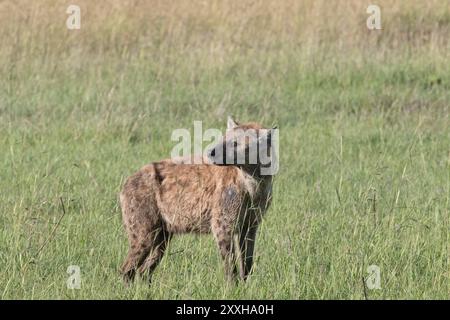 Afrique, Kenya, réserve nationale du Masai Mara. Hyène tachetée (Crocuta crocuta). 2016-08-04 Banque D'Images